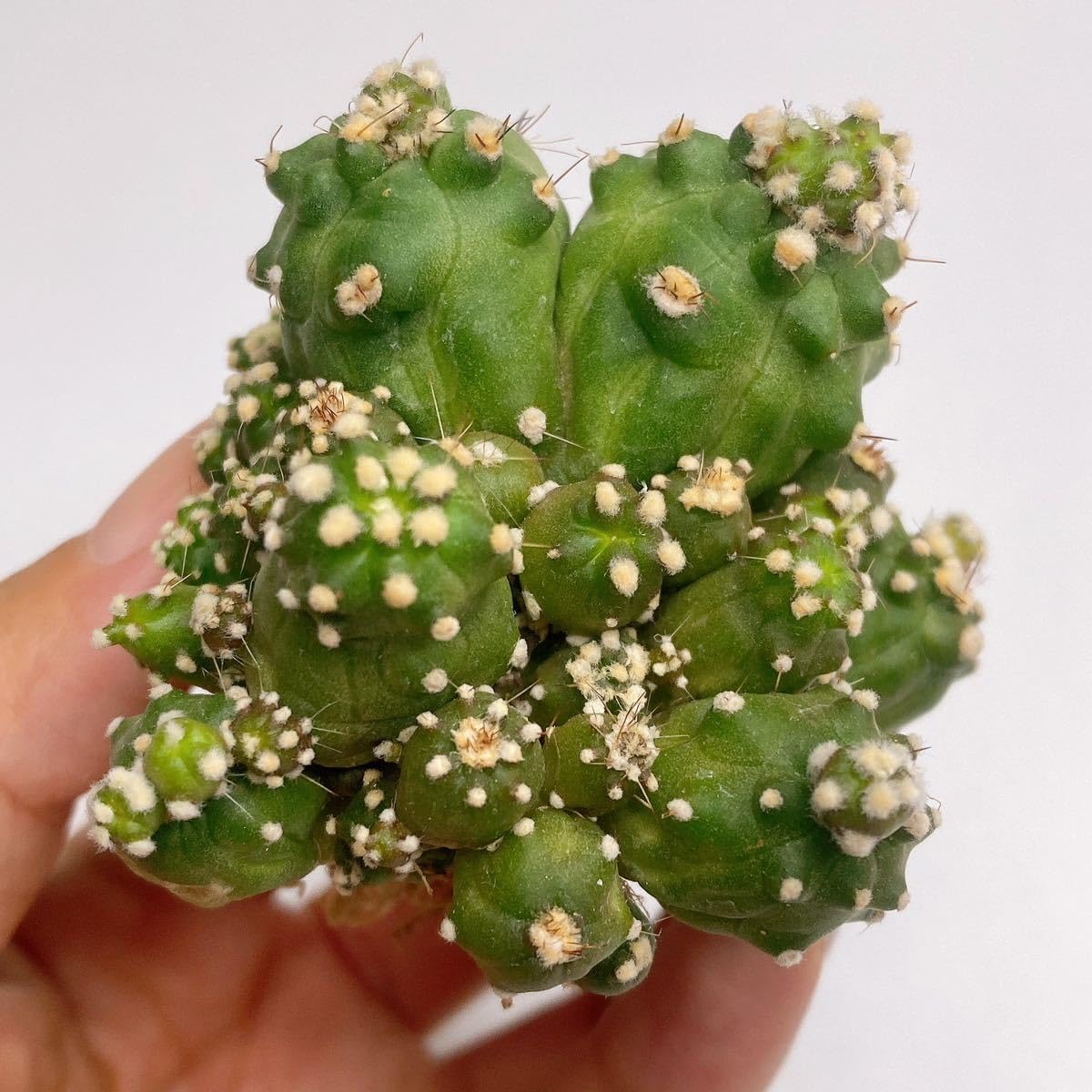 M19商品　花サボテン　ロビビア属　カキコ 多肉植物 花サボテンロビビア属 サニー（カキコ） - メルカリ